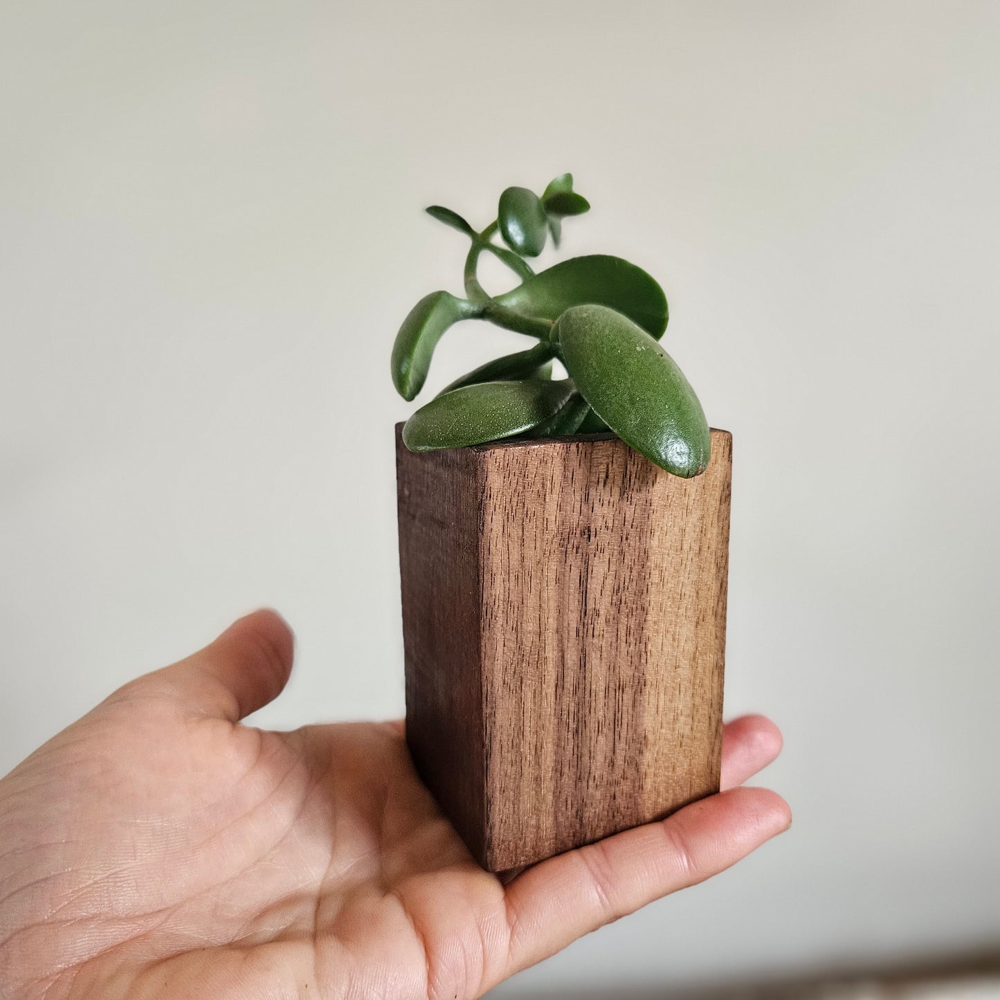 Walnut succulent planters