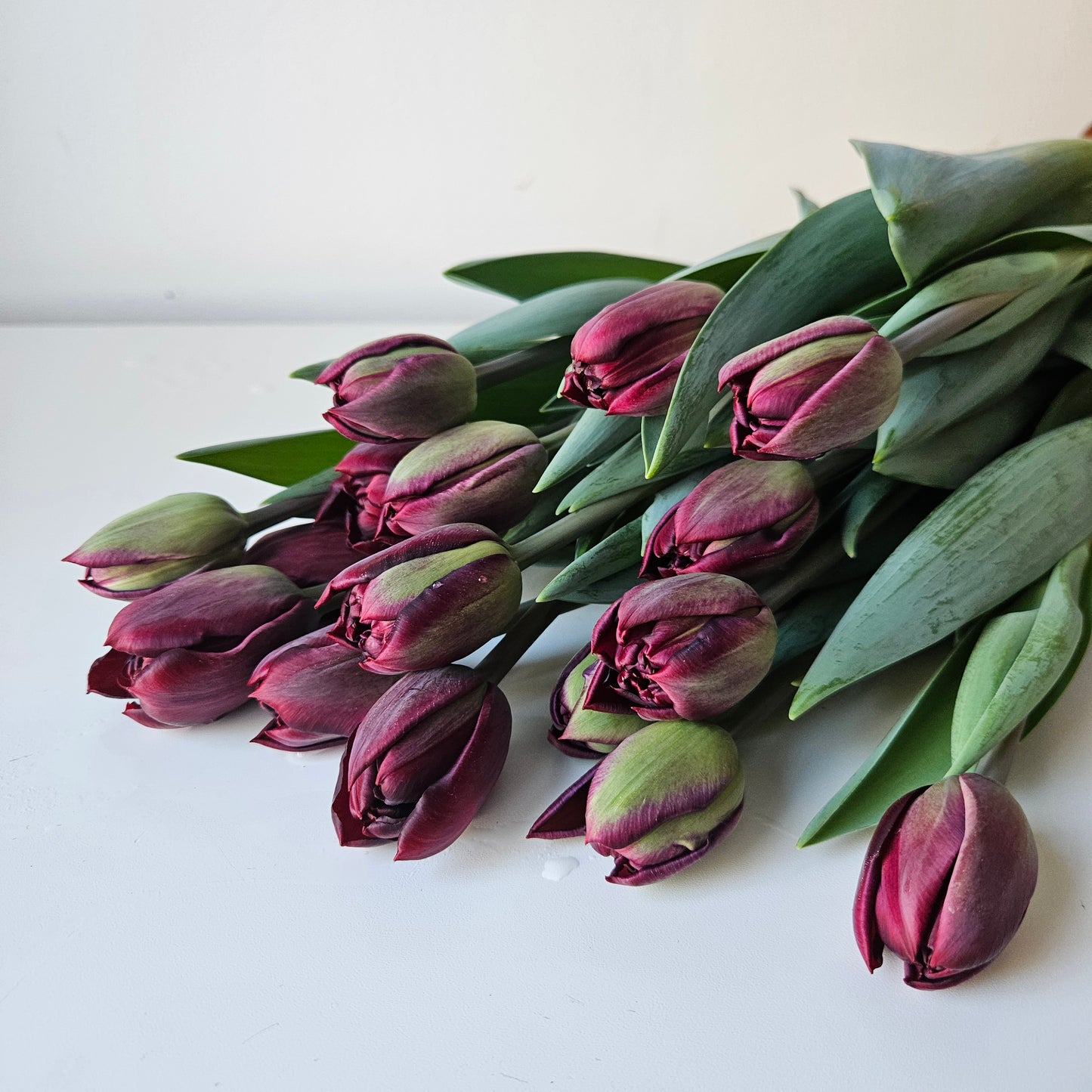Winter Tulip Subscription