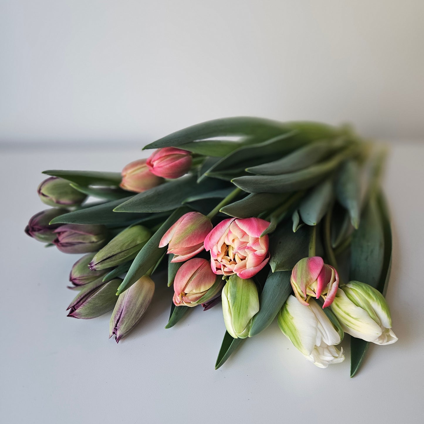Winter Tulip Subscription