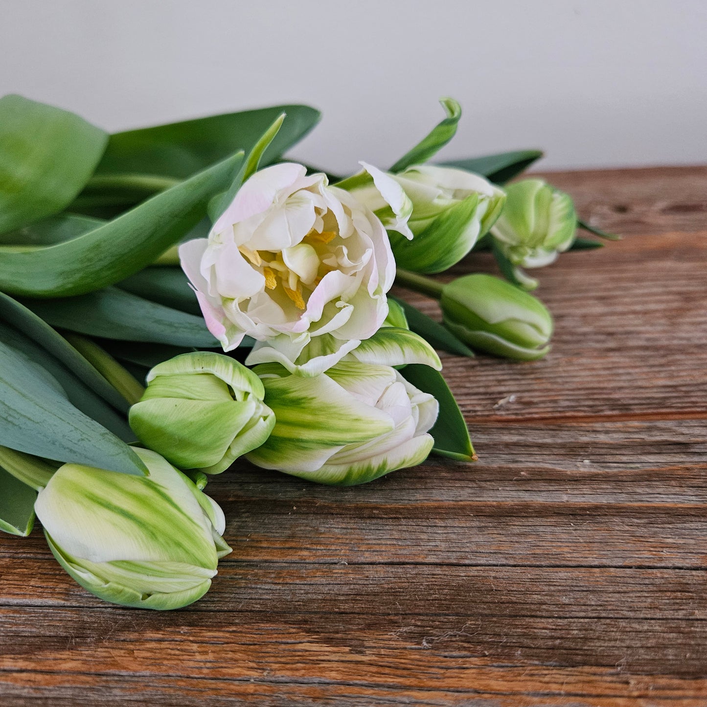 Winter Tulip Subscription