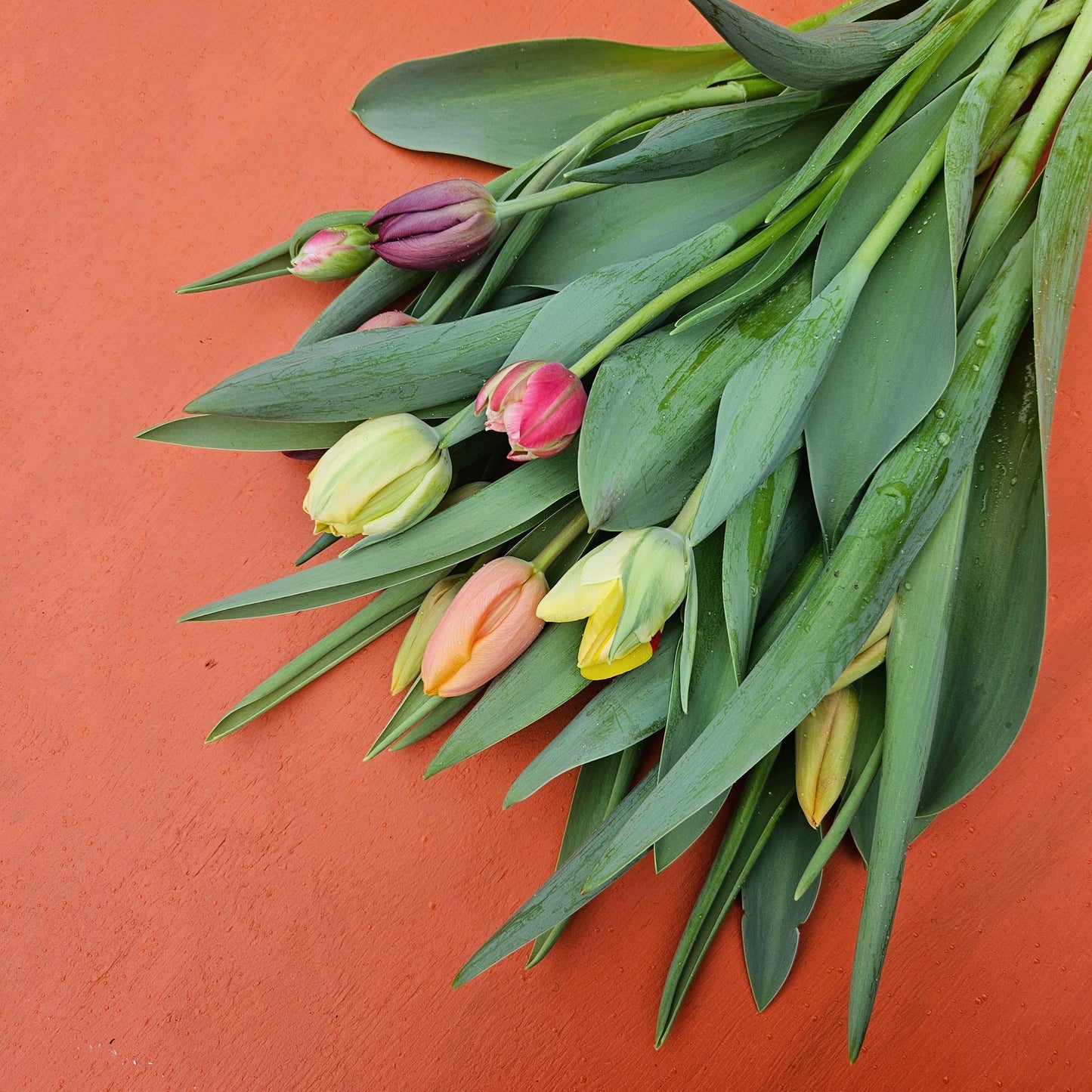 Winter Tulip Subscription