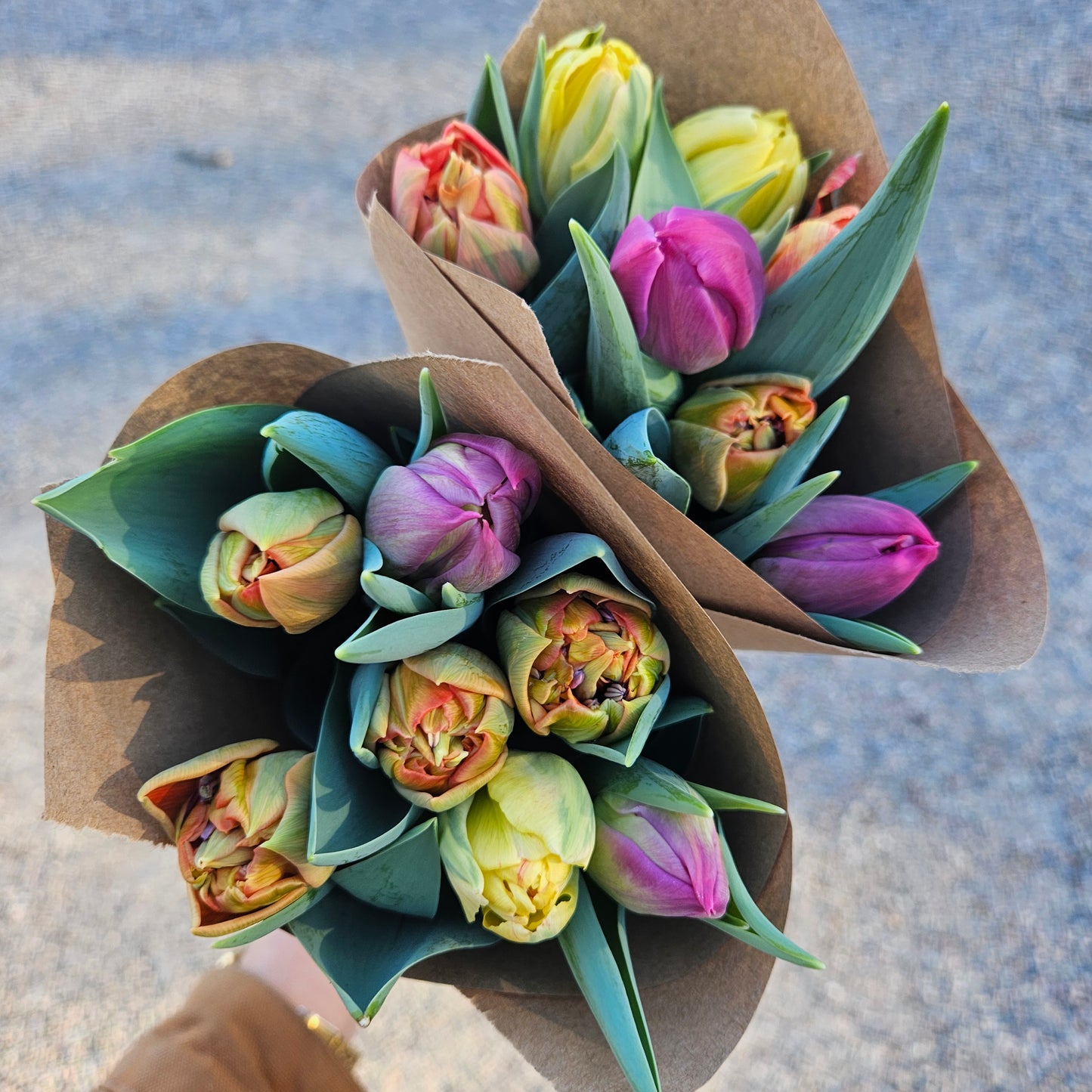 Winter Tulip Subscription