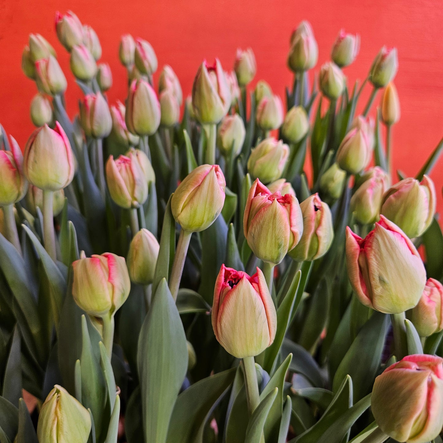 Winter Tulip Subscription