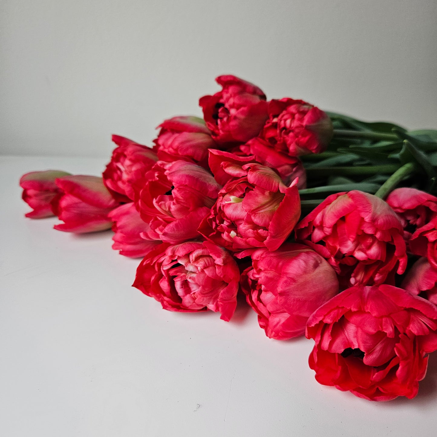 Winter Tulip Subscription