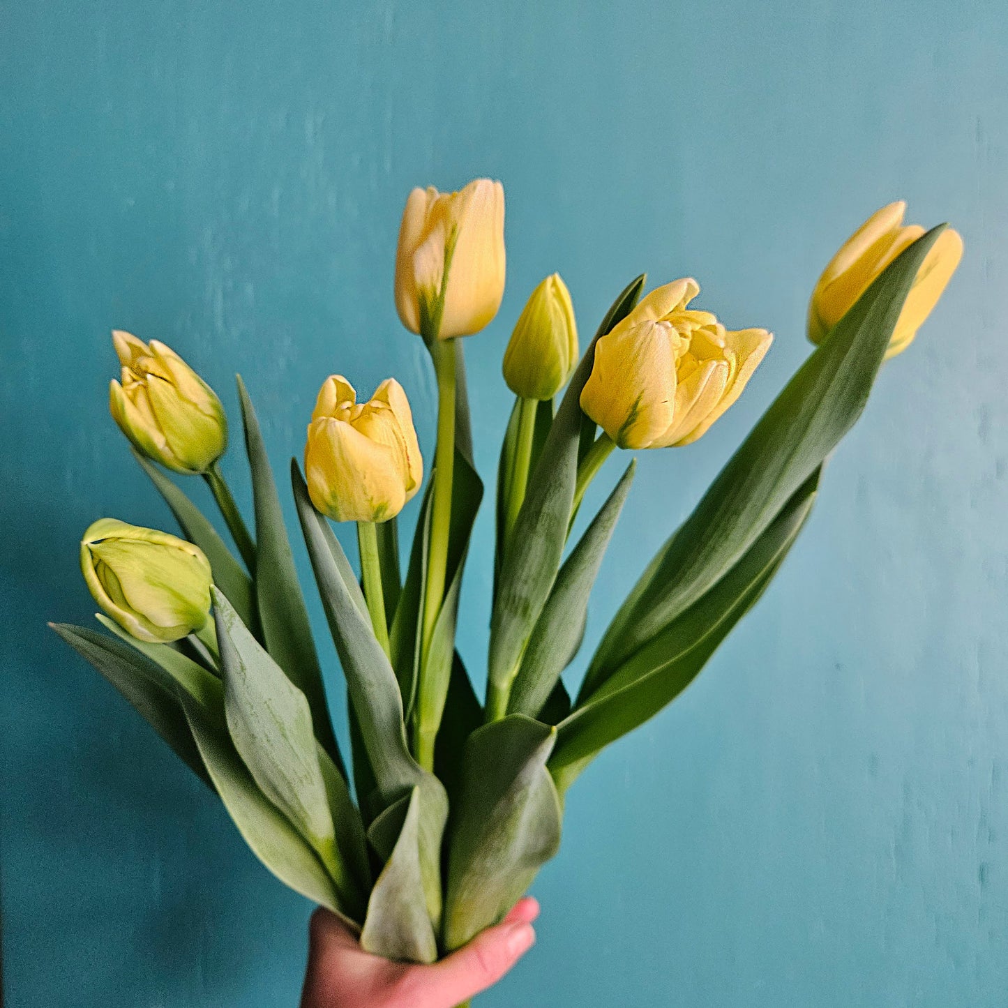 Winter Tulip Subscription