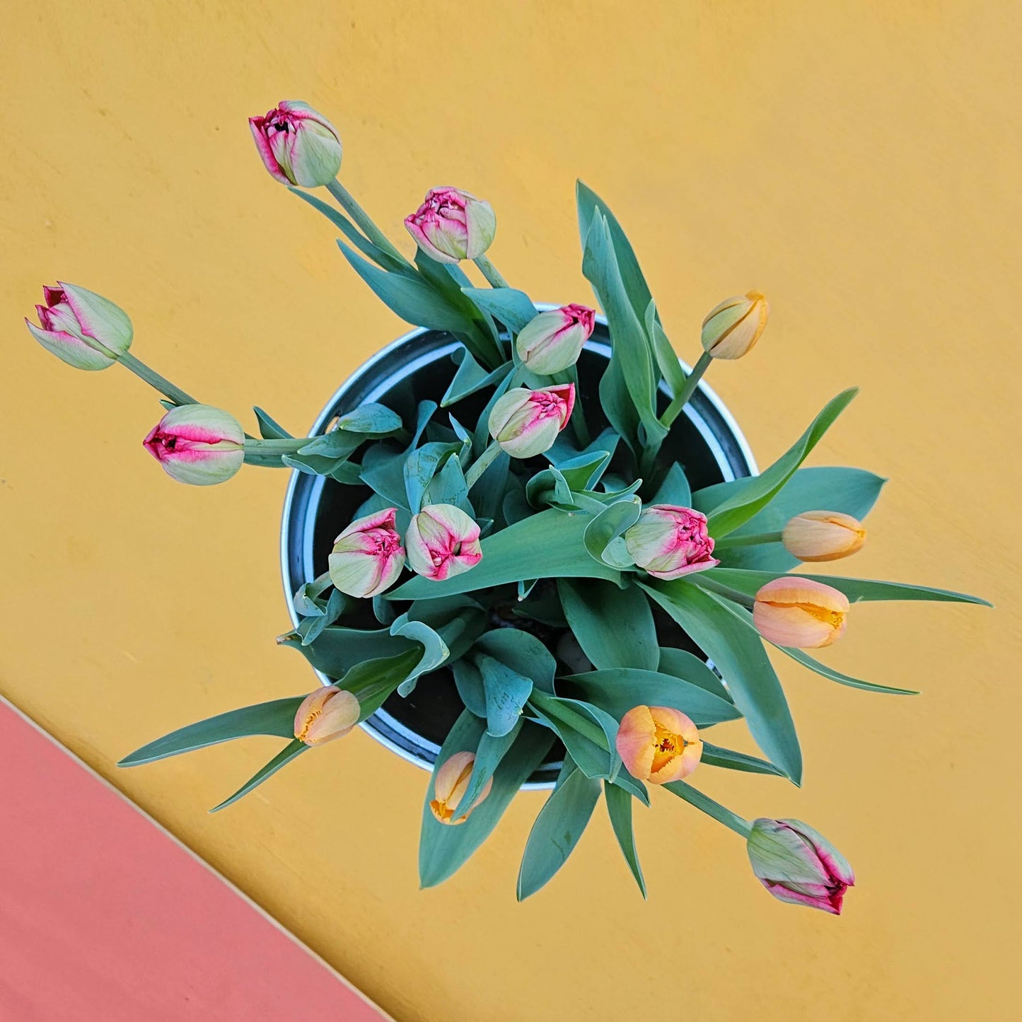 Winter Tulip Subscription