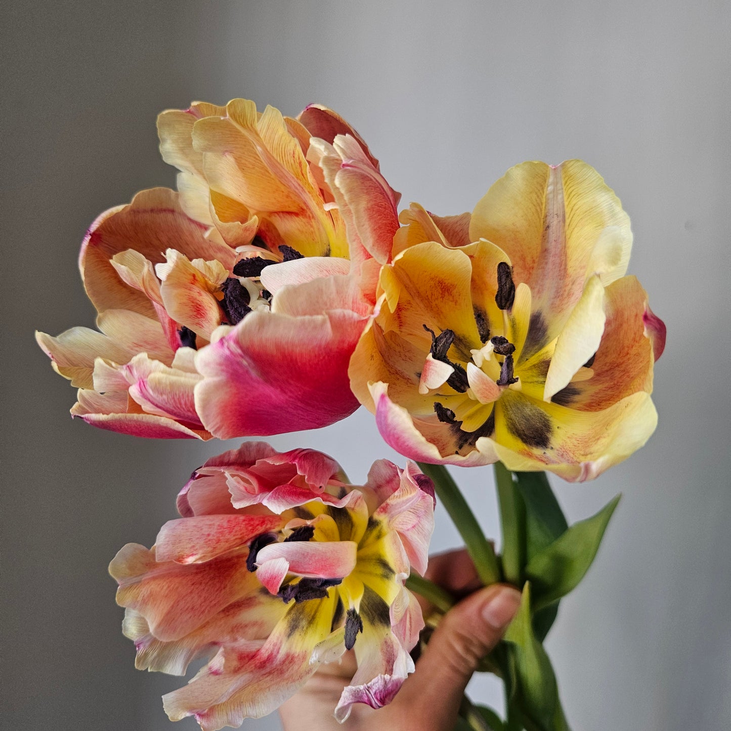Winter Tulip CSA Subscription