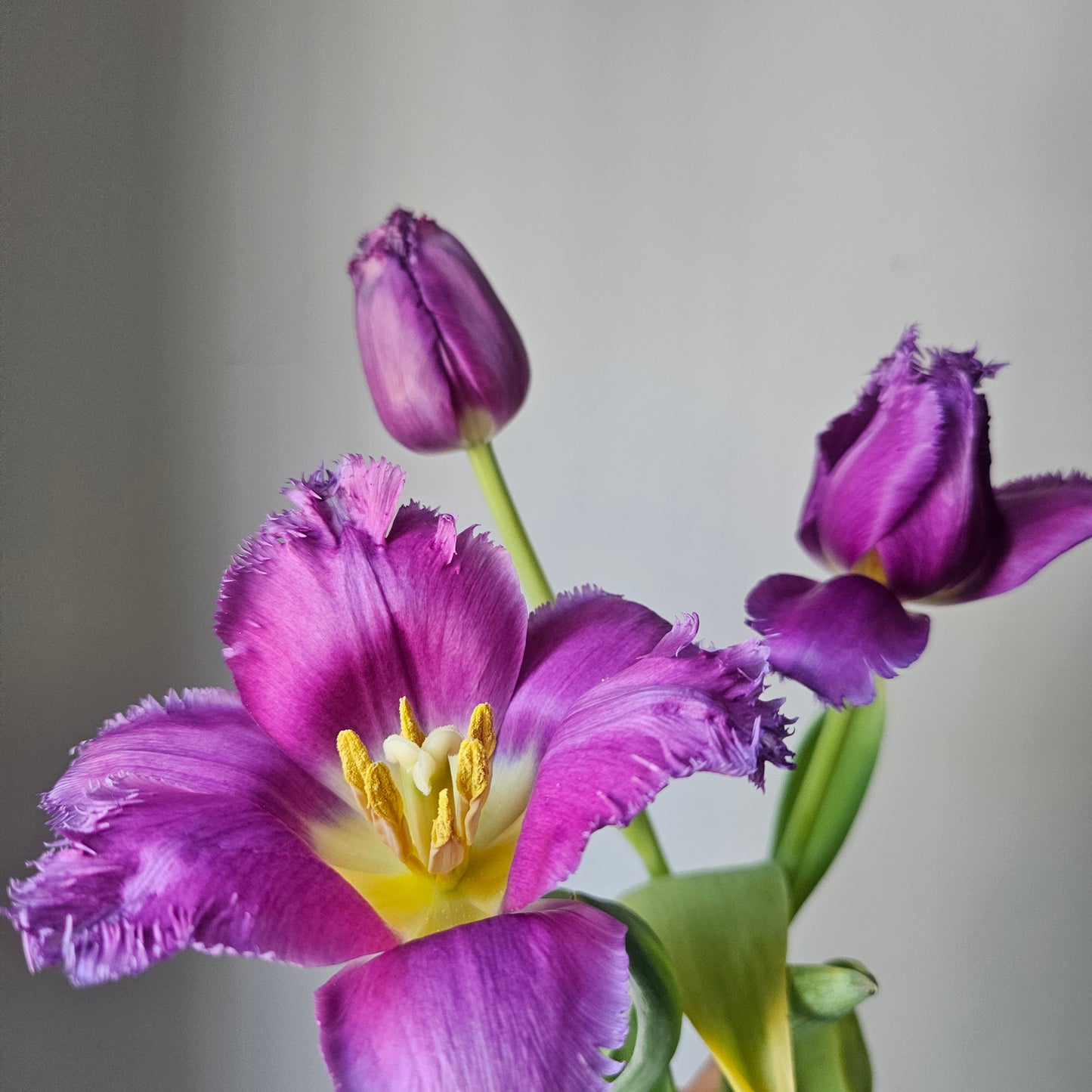 Winter Tulip CSA Subscription