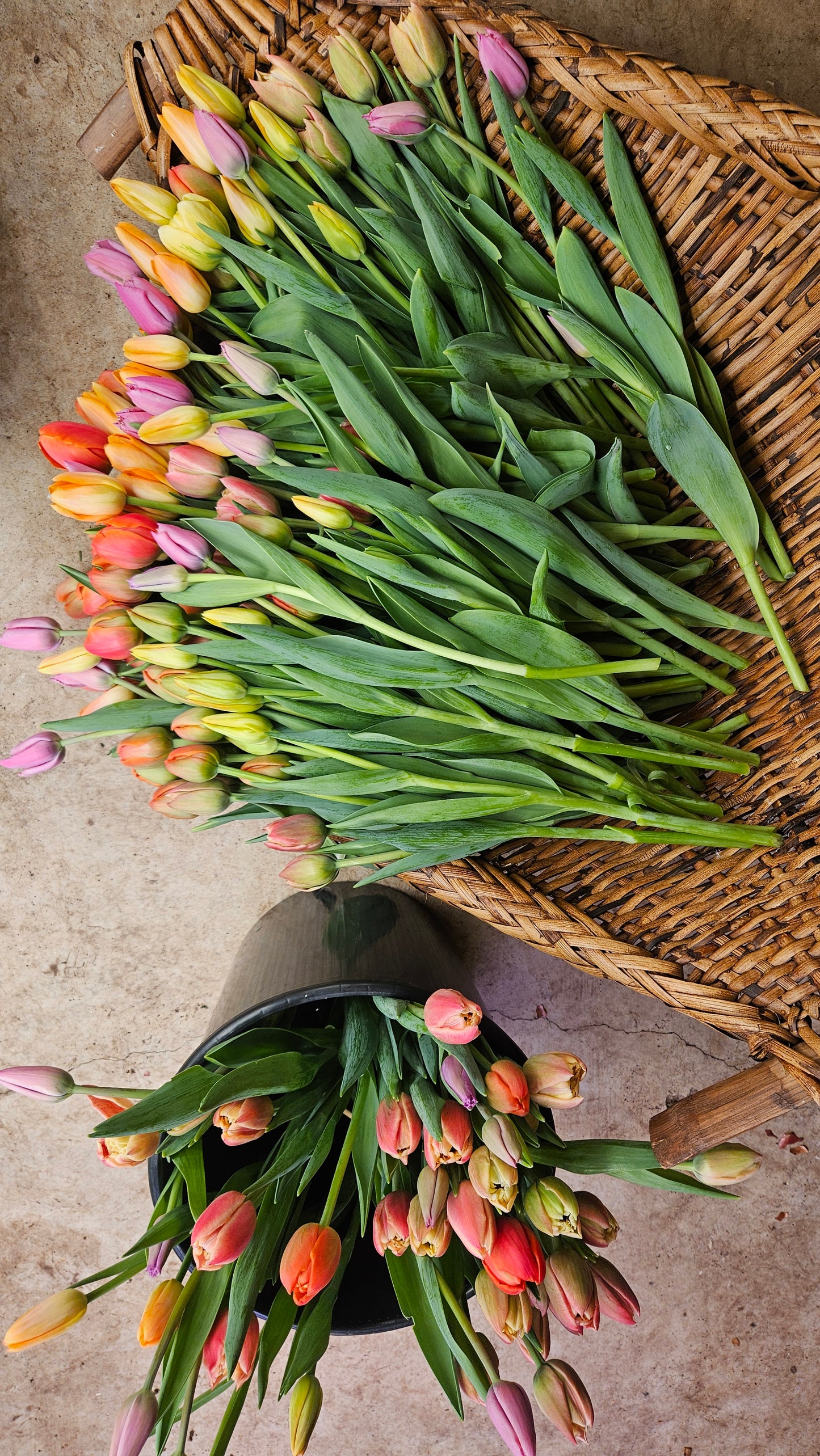 Winter Tulip CSA Subscription