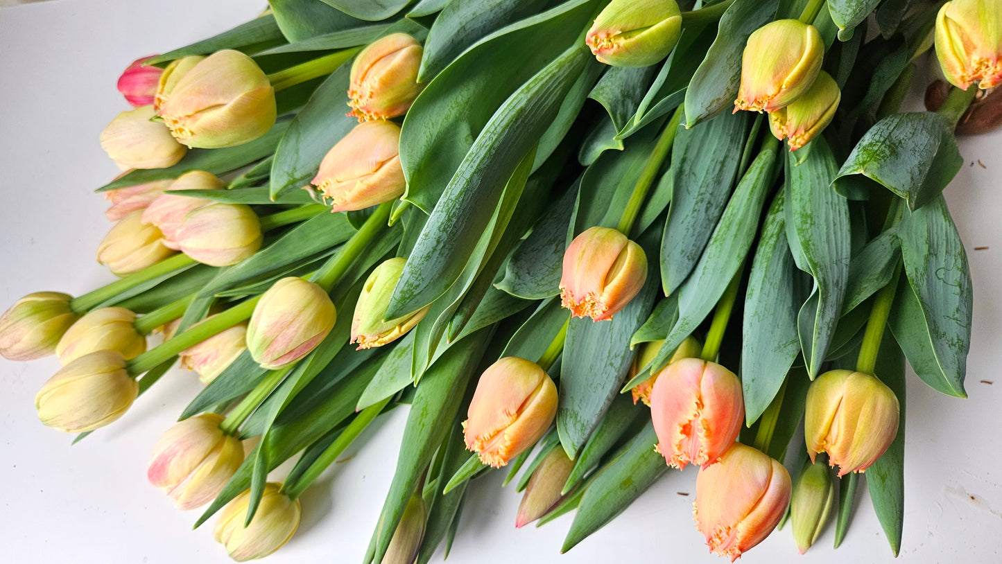 Tulip Party Custom Bouquet [with delivery]