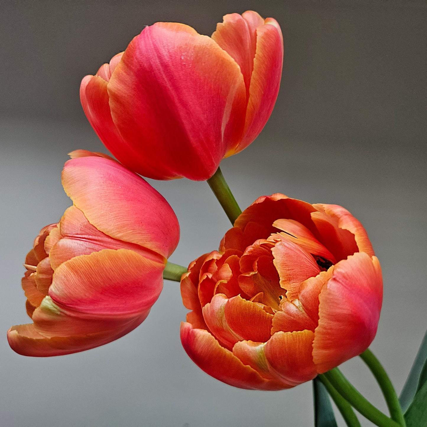 Winter Tulip CSA Subscription